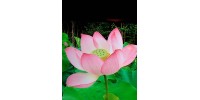 Savon Fleur de lotus